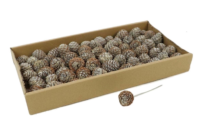 <h4>Muirii O/w 60pc</h4>