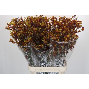Anigozanthos Gold Fever