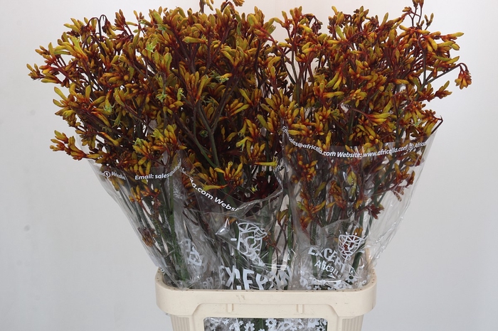<h4>Anigozanthos Gold Fever</h4>