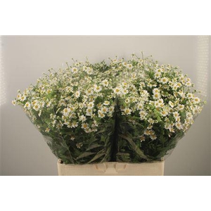 Tanacetum Single Vegmo X100