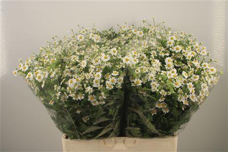 <h4>Tanacetum Single Vegmo X100</h4>