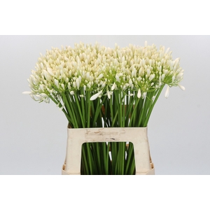Agapanthus EYFORI White