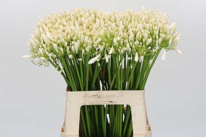 <h4>Agapanthus EYFORI White</h4>