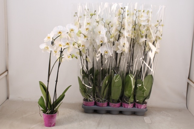 <h4>PHAL OV WIT</h4>