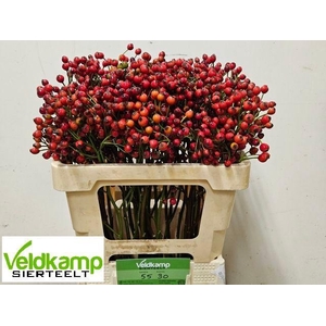 ROSA MAG AUTUM GLORY