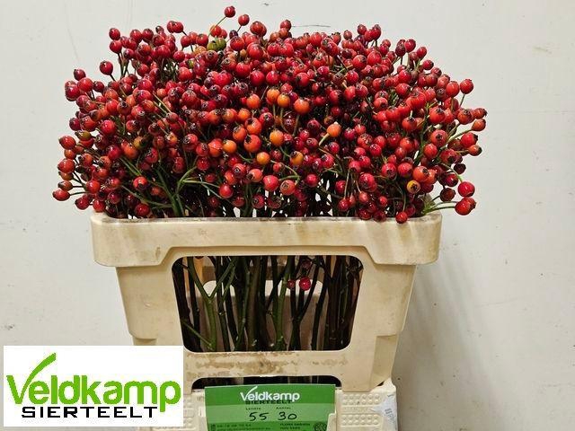 <h4>ROSA MAG AUTUM GLORY</h4>