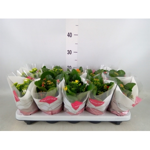 Kalanchoe blos.   ..mix 6
