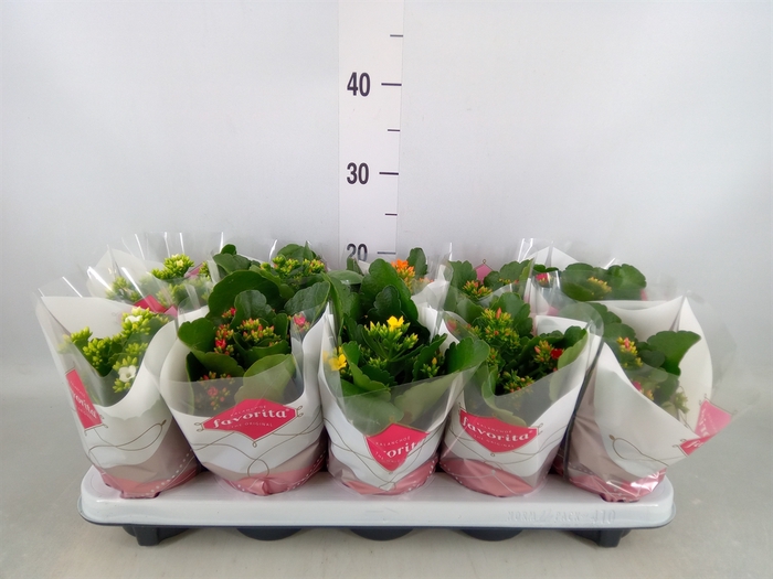 <h4>Kalanchoe blos.   ..mix 6</h4>