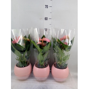 Anthurium andr. 'Joli'