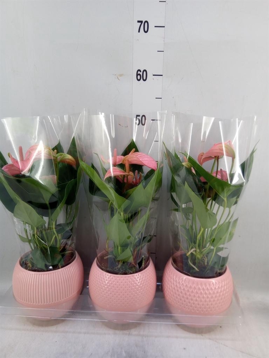 <h4>Anthurium andr. 'Joli'</h4>