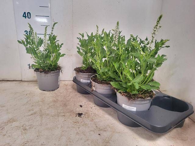 <h4>SALVIA NE SCHNEEHUGE</h4>