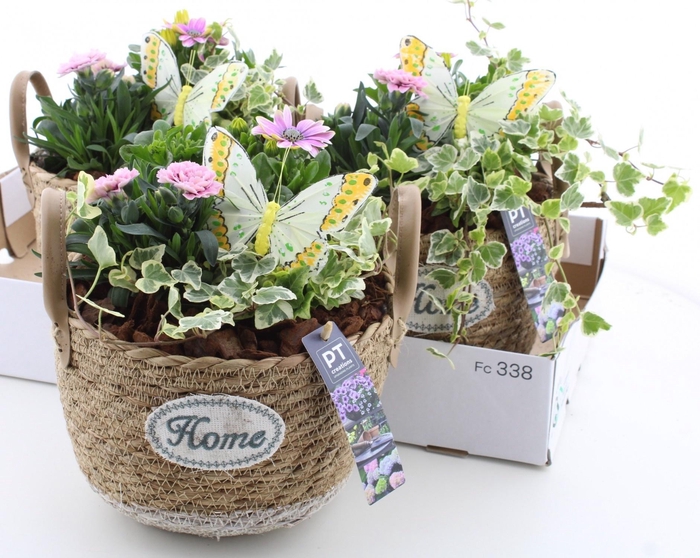 <h4>ARR TUINPLANTEN</h4>