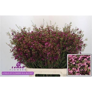 Chame Rotem Purple Extra