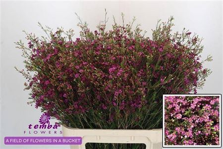 <h4>Chame Rotem Purple Extra</h4>