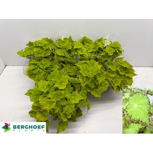 BEG BELEAF LIMA LOVE