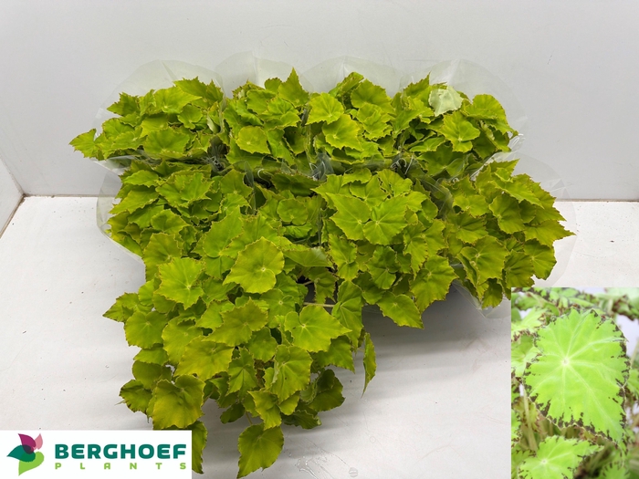 <h4>BEG BELEAF LIMA LOVE</h4>