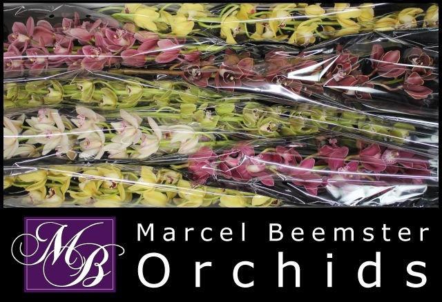 <h4>CYMB MI GEM</h4>