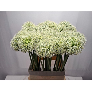 Allium Mount Everest