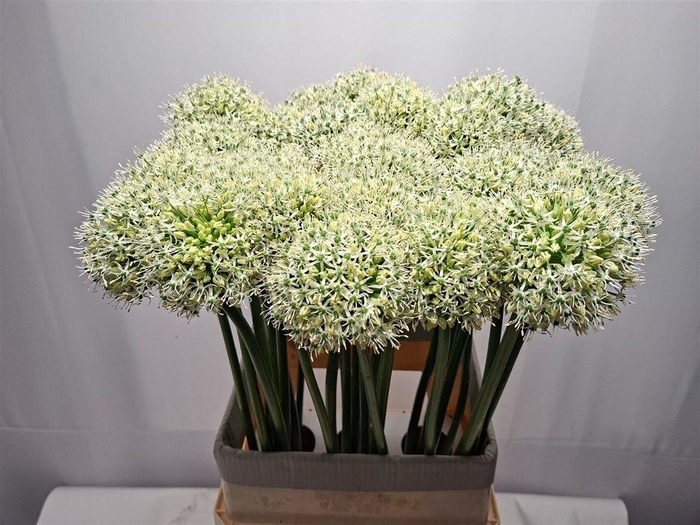 <h4>Allium Mount Everest</h4>