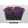 Aster Baby Pink