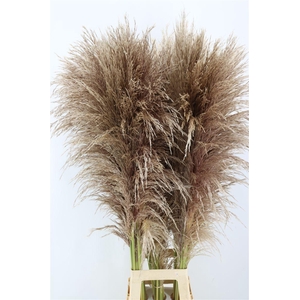 Cortaderia Vers P Stem 120 Cm