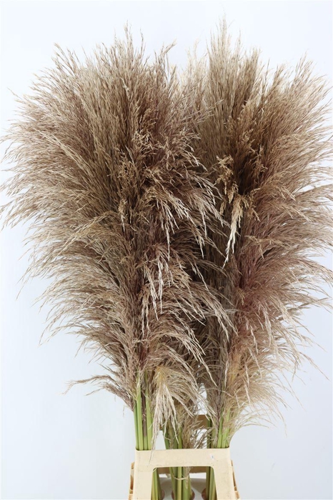 <h4>Cortaderia Vers P Stem 120 Cm</h4>