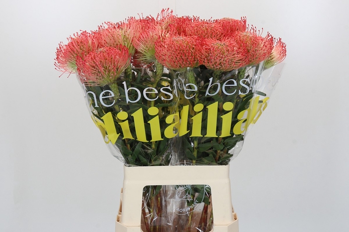 <h4>Nutans Ayoba Pink</h4>