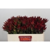 Leucadendron Blush Spray