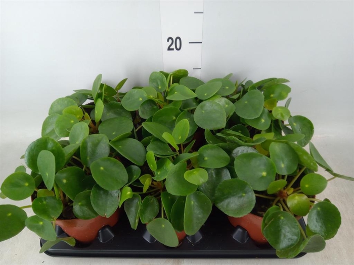 <h4>Pilea peperomioides</h4>