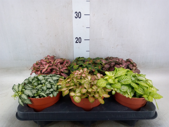 <h4>Fittonia   ...mix</h4>
