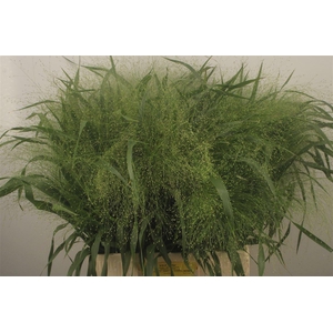 Siergras Panicum Fountain