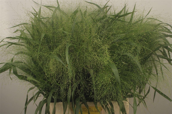 <h4>Siergras Panicum Fountain</h4>