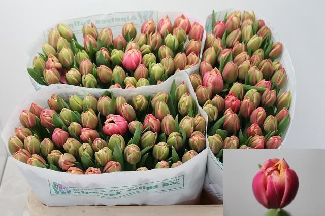 <h4>TU DU COLUMBUS</h4>