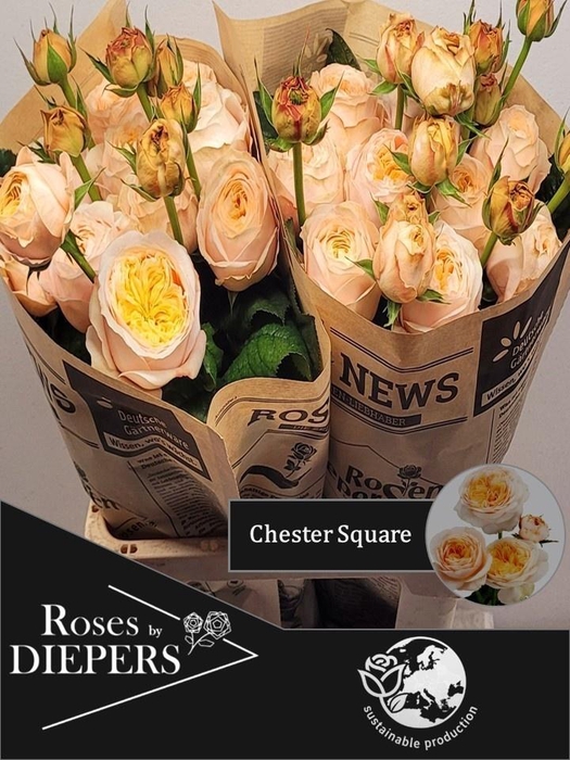 <h4>R TR CHESTER SQUARE</h4>