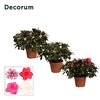 Azalea 'gemengd' 30 - 32 cm Decorum
