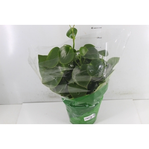 PEPEROMIA POLYBOTRYA RAINDROP P20