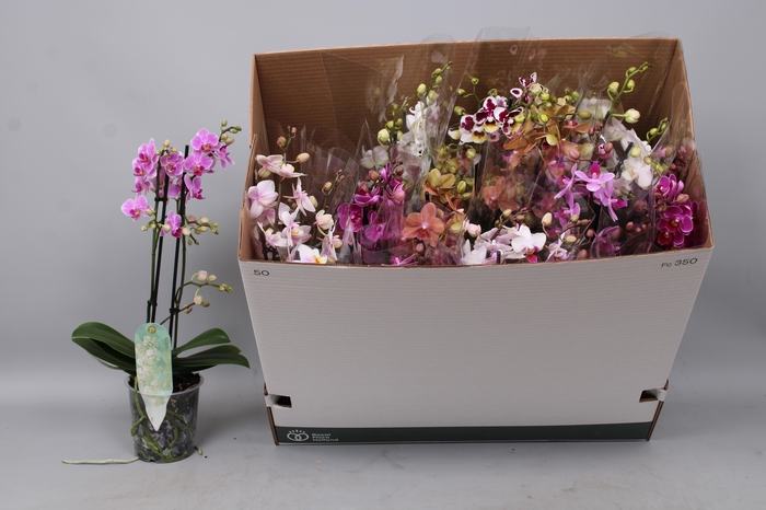 <h4>PHAL MF GEM 8 KL</h4>