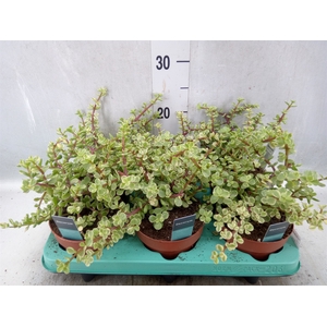 Portulacaria afra 'Variegata'