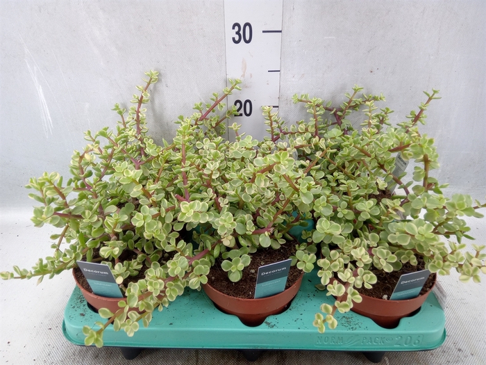 <h4>Portulacaria afra 'Variegata'</h4>