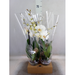 Phalaenopsis   ...white