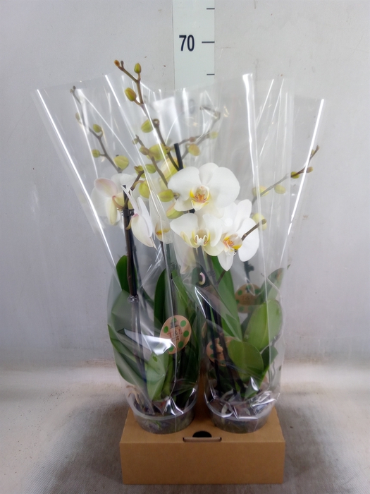 <h4>Phalaenopsis   ...white</h4>