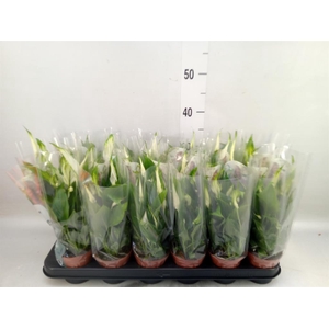 Spathiphyllum  'Chopin'