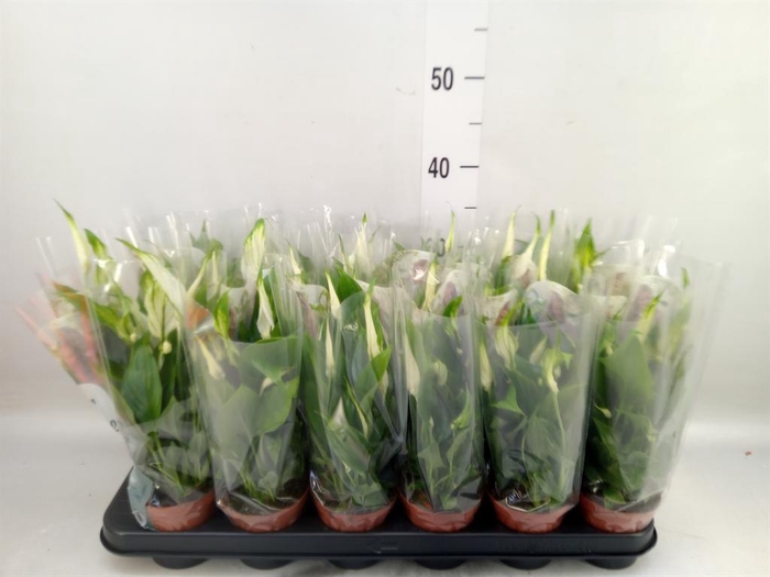 <h4>Spathiphyllum  'Chopin'</h4>