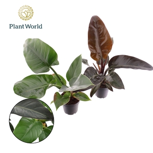 Philodendron mix Imperial Green & Red