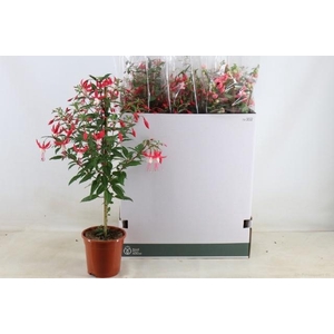 Fuchsia Ov