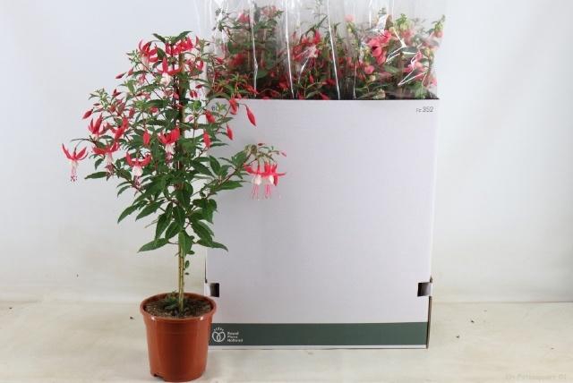 <h4>FUCHSIA OV</h4>