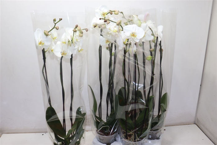 <h4>Phal Ov Wit</h4>