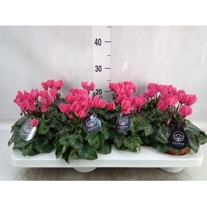 Cyclamen KL   ...patio