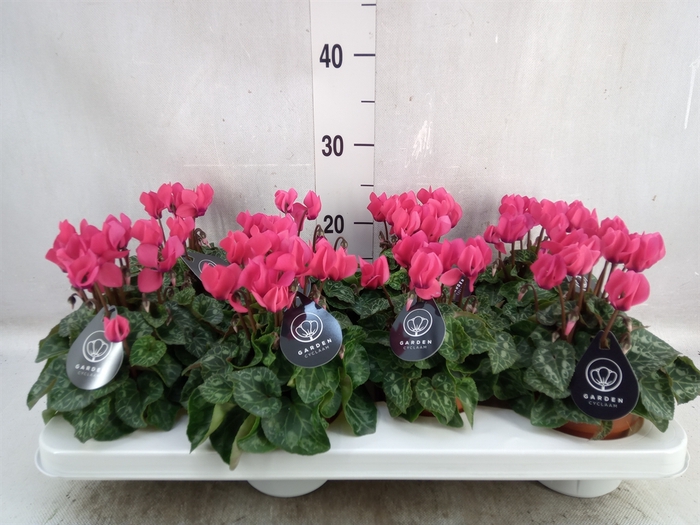 <h4>Cyclamen KL   ...patio</h4>