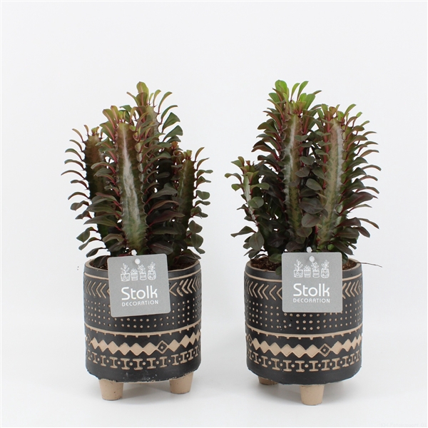 <h4>Euphorbia Trigona in Maya pot</h4>